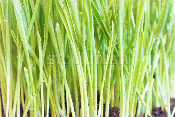 Grama verde gotas de água macro tiro textura grama Foto stock © vapi