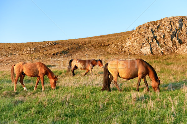 Stock foto: Herde · Pferde · Bereich · grünen · Gras · Himmel