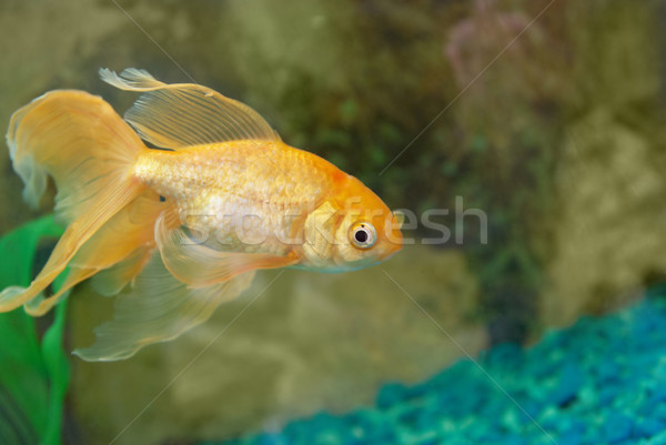 Tropischen golden Fisch Aquarium Auge Gesicht Stock foto © vapi