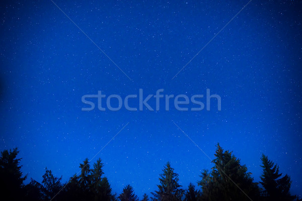Stockfoto: Donkere · Blauw · nacht · pine · bomen · hemel