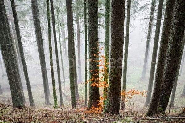 Mysterious fog in the green forest  Stock photo © vapi