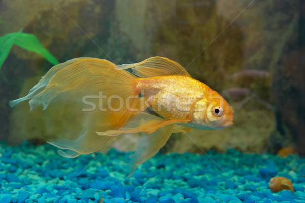 Stockfoto: Tropische · gouden · vis · aquarium · oog · gezicht