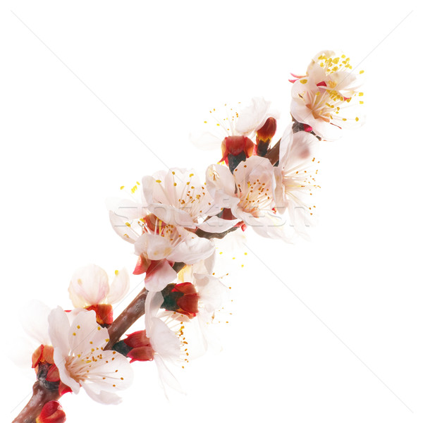 Almond white flowers Stock photo © vapi