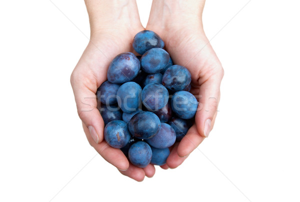 Prunes in hands isolated on white. Stock photo © vapi