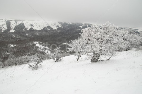 Hiver paysage glaciale arbres arbre lumière [[stock_photo]] © vapi