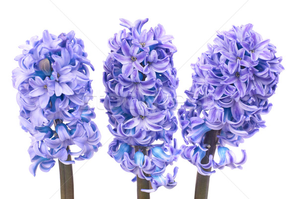 Bleu trois belle fleurs isolé blanche [[stock_photo]] © vapi
