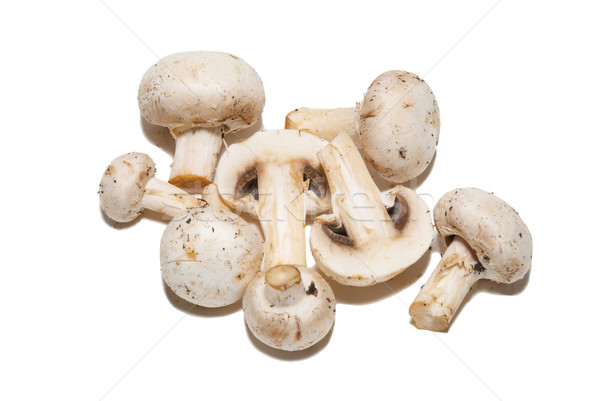 Group of agarics isolated on white. Stock photo © vapi