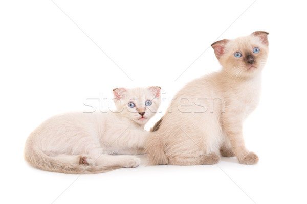 Twee kittens geïsoleerd witte Stockfoto © vapi
