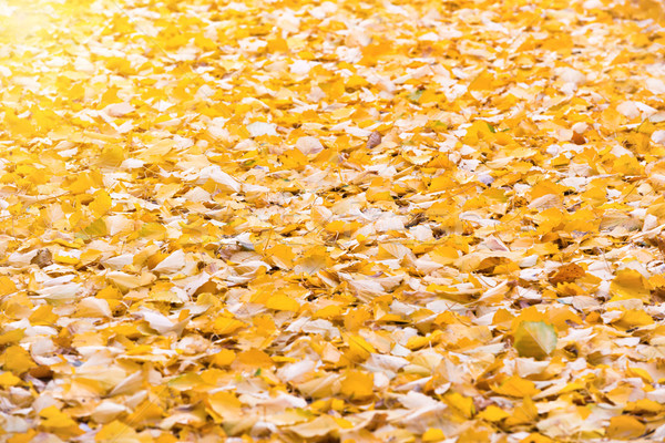 Autumn orange fallen leaves Stock photo © vapi