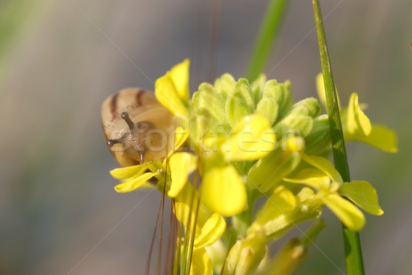 Schnecke Blatt groß gelbe Blume weichen Auge Stock foto © vapi