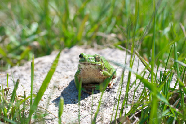 зеленый лягушка трава весны глаза лес Сток-фото © vapi