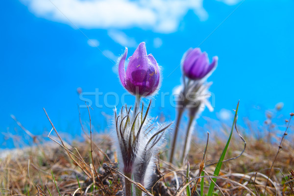 Flower Pasqueflower (Pulsatilla patens) Stock photo © vapi