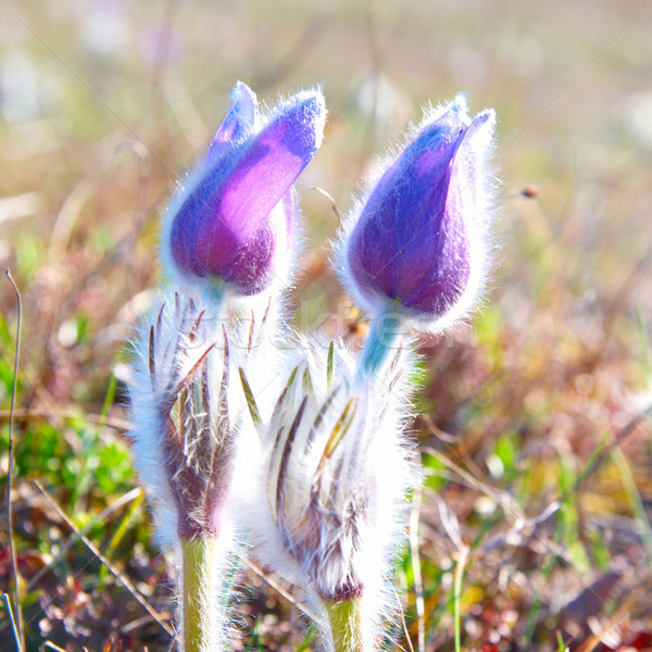 Flower Pasqueflower (Pulsatilla patens) Stock photo © vapi