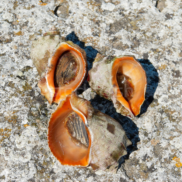 Shells and molluscs of rapana venosa. Stock photo © vapi