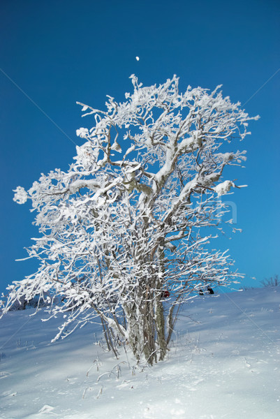 Hiver glaciale forêt arbre soleil paysage [[stock_photo]] © vapi