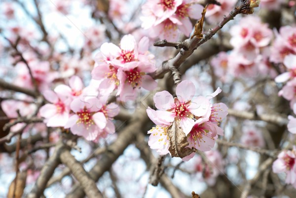 [[stock_photo]]: Amande · arbre · rose · fleurs · ciel