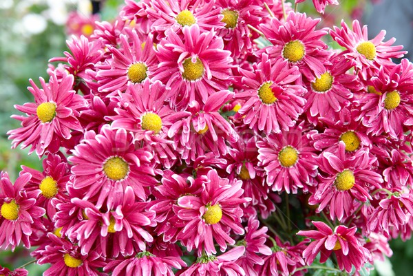 Field of dark pink chrysanthemums. Stock photo © vapi