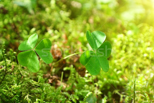 Vert trèfle ensoleillée pelouse herbe soleil [[stock_photo]] © vapi