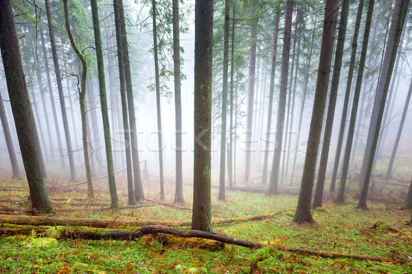 Mysterious fog in the green forest  Stock photo © vapi