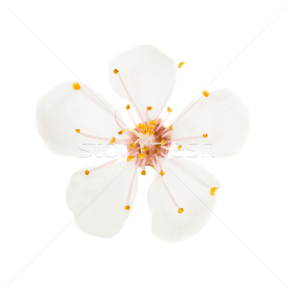 White flower isolated on white Stock photo © vapi