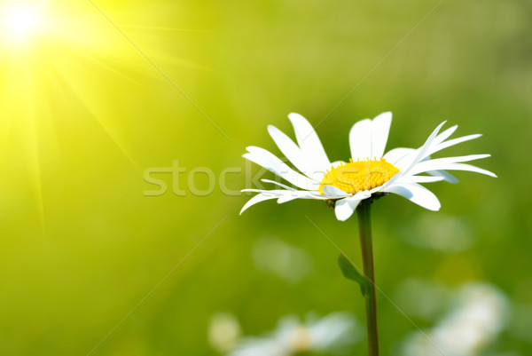 Foto d'archivio: Camomilla · campo · erba · verde · fiore · primavera · natura