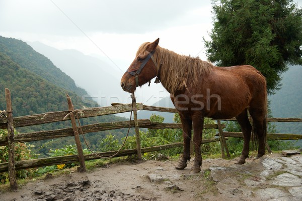 Red horse Stock photo © vapi