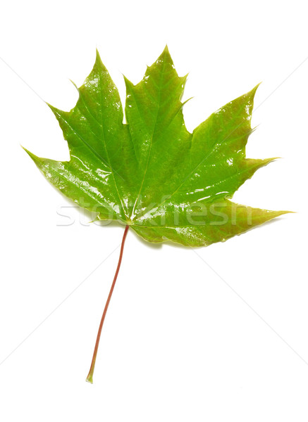 Verde molhado maple leaf isolado branco árvore Foto stock © vapi