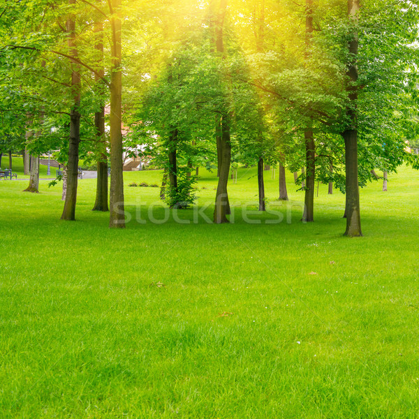 Vert parc pelouse arbres ensoleillée lumière [[stock_photo]] © vapi