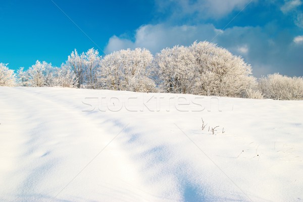 Hiver glaciale forêt arbre soleil paysage [[stock_photo]] © vapi