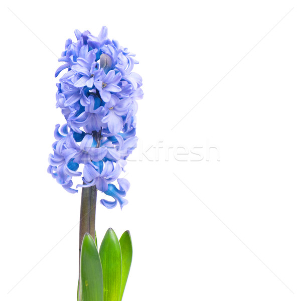 Blauw drie bloemen groene bladeren geïsoleerd witte Stockfoto © vapi