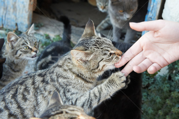 Feeding group of alley cats Stock photo © vapi