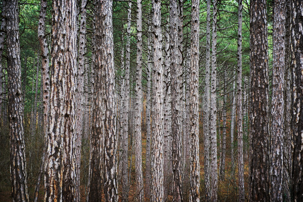 Misty forest Stock photo © vapi