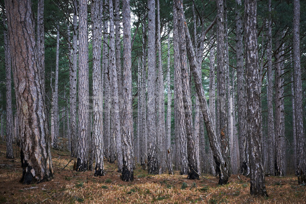 Foto stock: Brumoso · forestales · misterio · grande · oscuro · verde