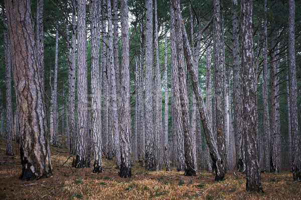 Misty forest Stock photo © vapi