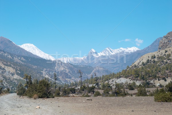 Tibetan road with firs in Himalayan mountain Stock photo © vapi