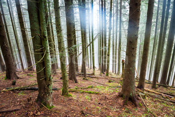 Mysterious fog in the green forest  Stock photo © vapi