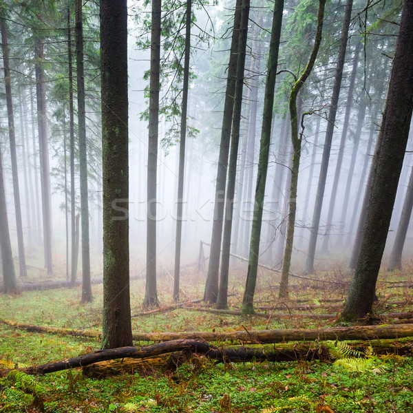 Mysterious fog in the green forest  Stock photo © vapi