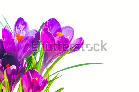 Primo fiori di primavera bouquet viola isolato bianco Foto d'archivio © vapi