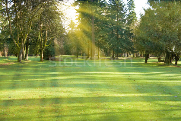 Vert parc pelouse arbres ensoleillée lumière [[stock_photo]] © vapi