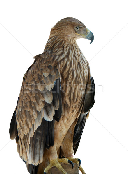 A hawk eagle sitting on the tree. Stock photo © vapi