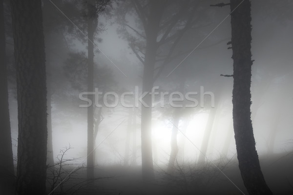 霧の 森林 謎 ビッグ 暗い 松 ストックフォト © vapi