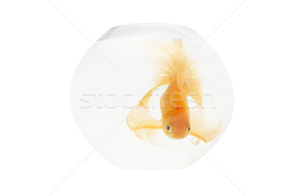 Golden Fisch Aquarium isoliert weiß Natur Stock foto © vapi