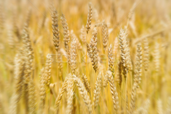 Field of wheat Stock photo © vapi