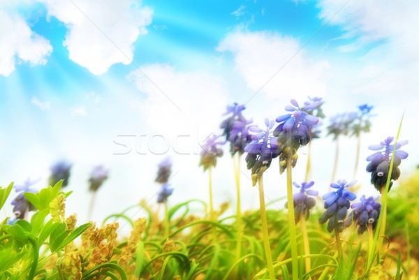 Hyacinthes on the green grass Stock photo © vapi
