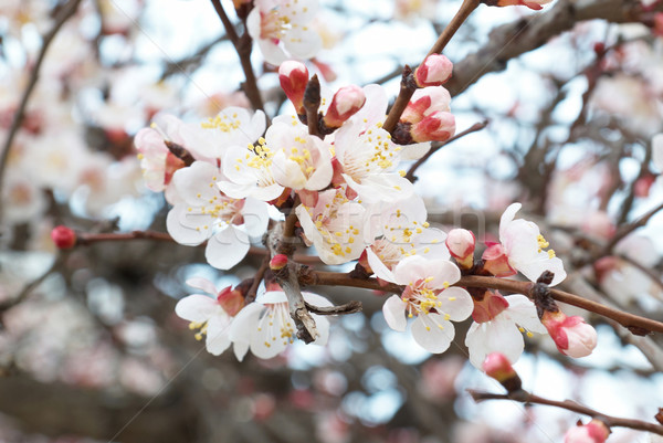 Almond tree pink flowers. Stock photo © vapi