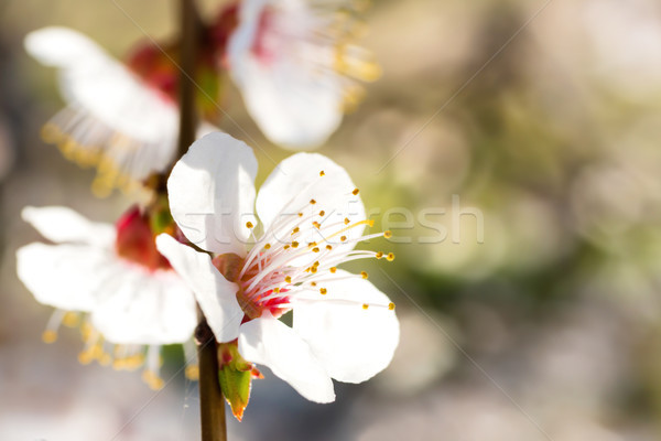 Frühling weiß Frühlingsblumen Baum weichen Stock foto © vapi