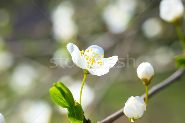 Primavera fioritura bianco fiori di primavera prugna albero Foto d'archivio © vapi