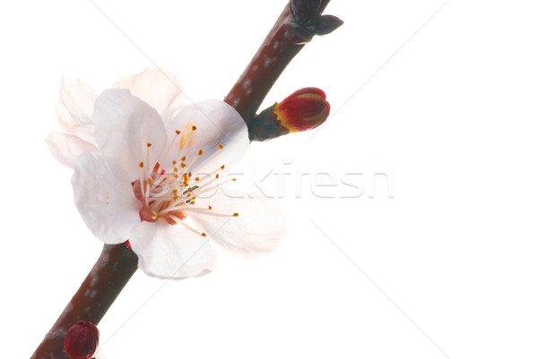 Almond white flowers Stock photo © vapi