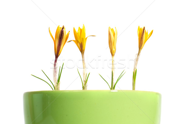 żółty żółte kwiaty szafran krokus zielone liście doniczka Zdjęcia stock © vapi