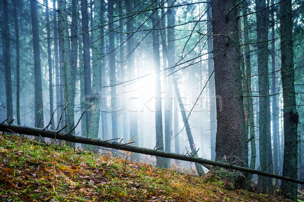 Mysterious fog in the forest  Stock photo © vapi